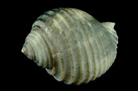 藏品(寬溝鶉螺)的圖片